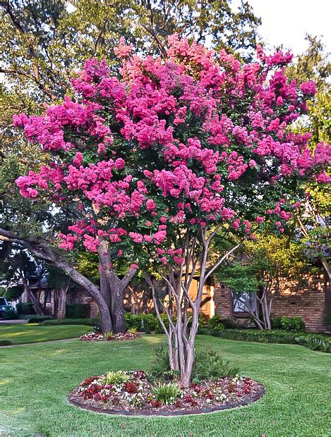 How to Prune and Maintain Healthy Magenta Magical Crepe Myrtle Trees